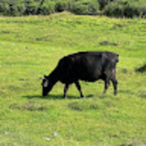 Meet your Posher, Roger